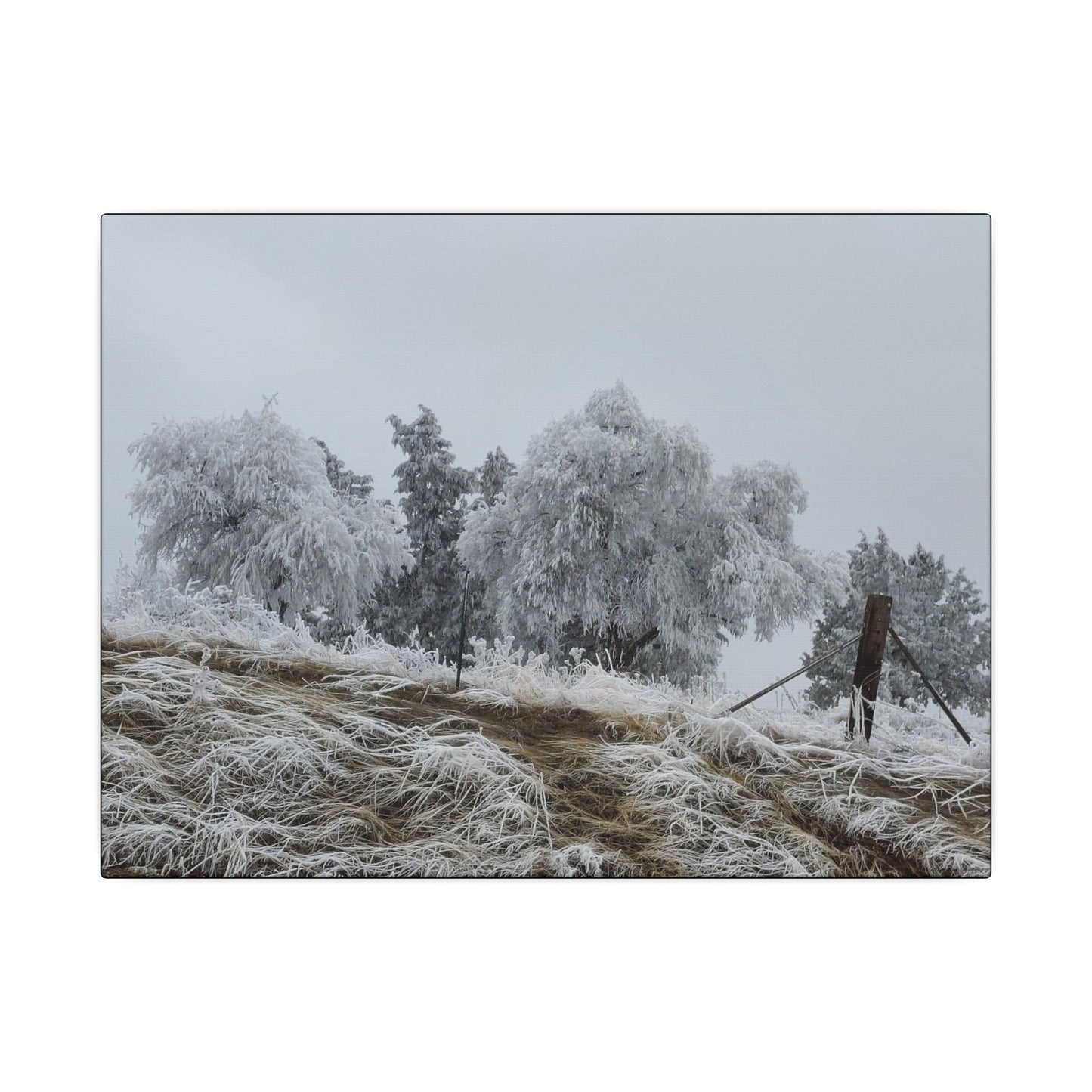 Morning Frost-Canvas Wall Art Winter Scene