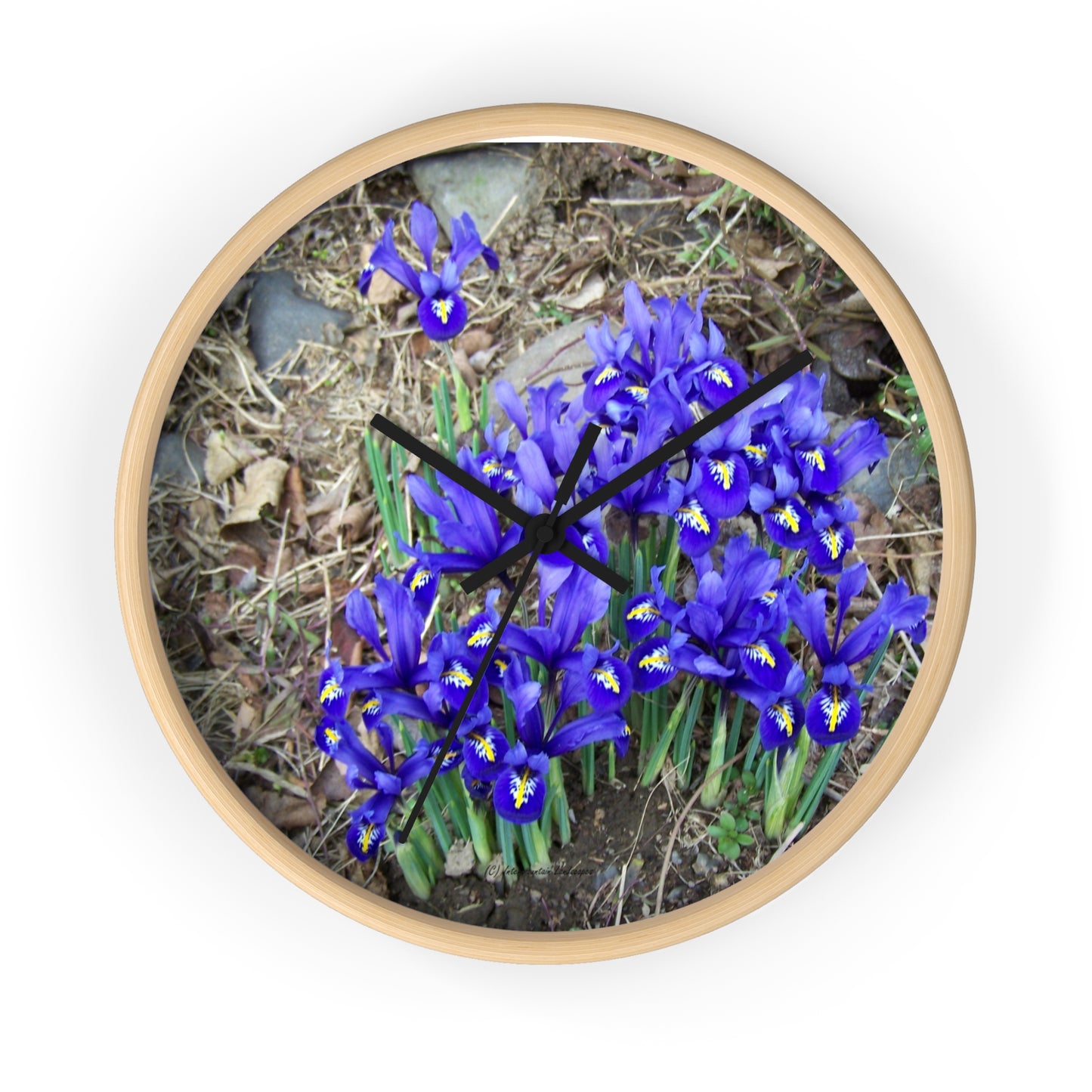 Blue Iris Wall Clock - Vibrant Spring Gardens Decoration
