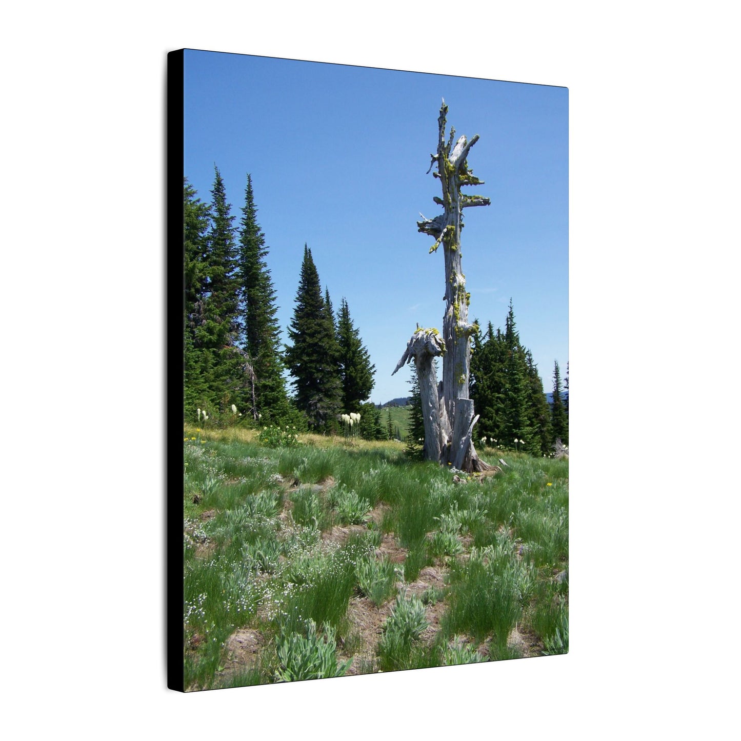 Lone Giant-Nature-Inspired Stretched Canvas Art