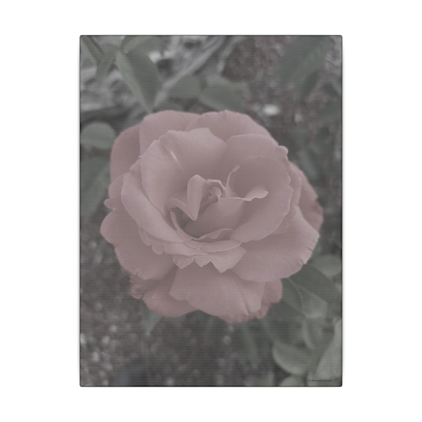Old Rose, Canvas Wall Art - Vintage Rose Print
