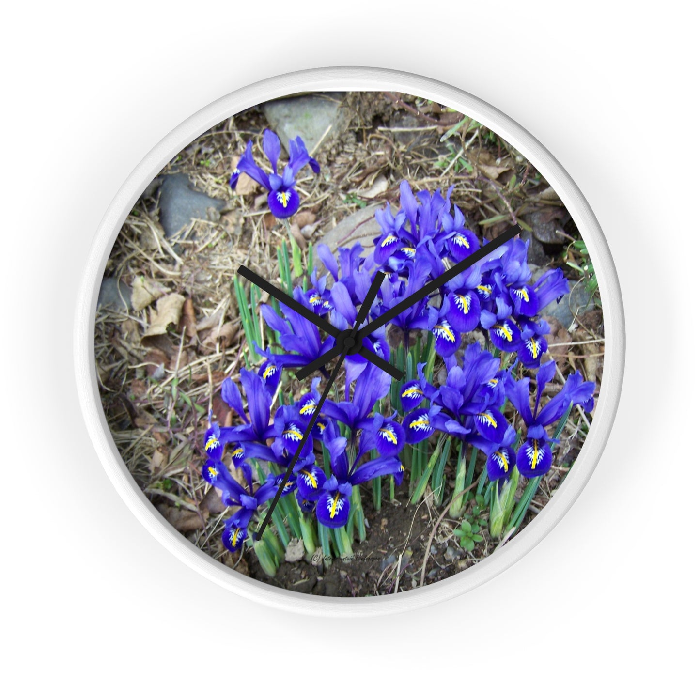 Blue Iris Wall Clock - Vibrant Spring Gardens Decoration