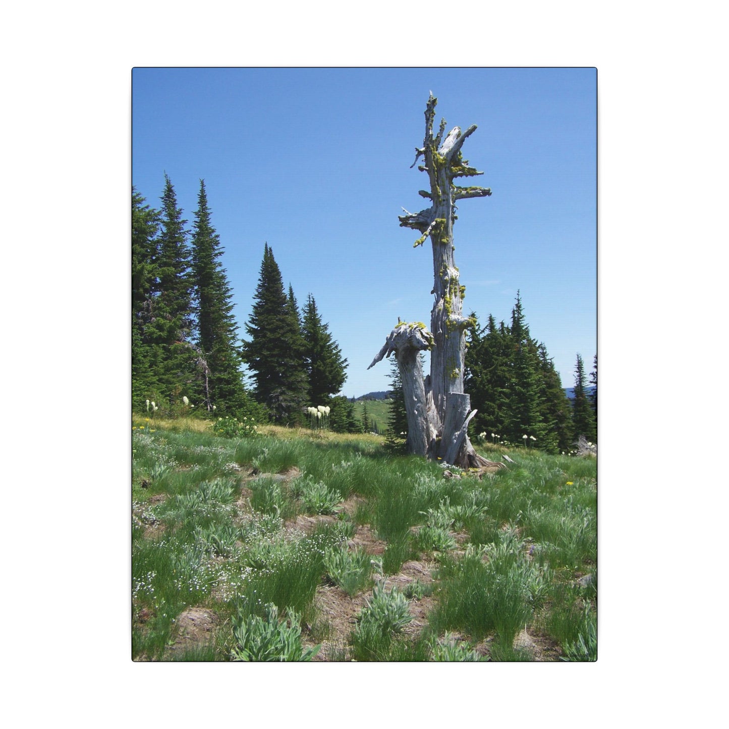 Lone Giant-Nature-Inspired Stretched Canvas Art