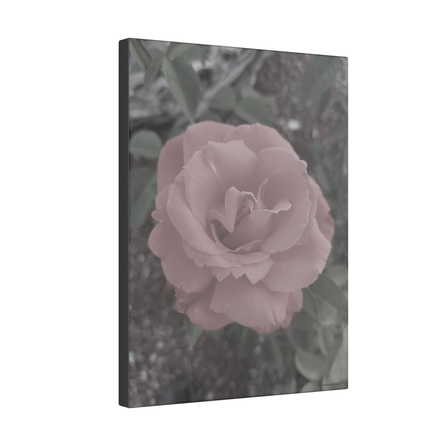 Old Rose, Canvas Wall Art - Vintage Rose Print