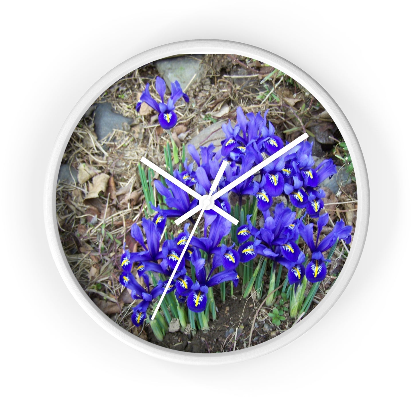 Blue Iris Wall Clock - Vibrant Spring Gardens Decoration