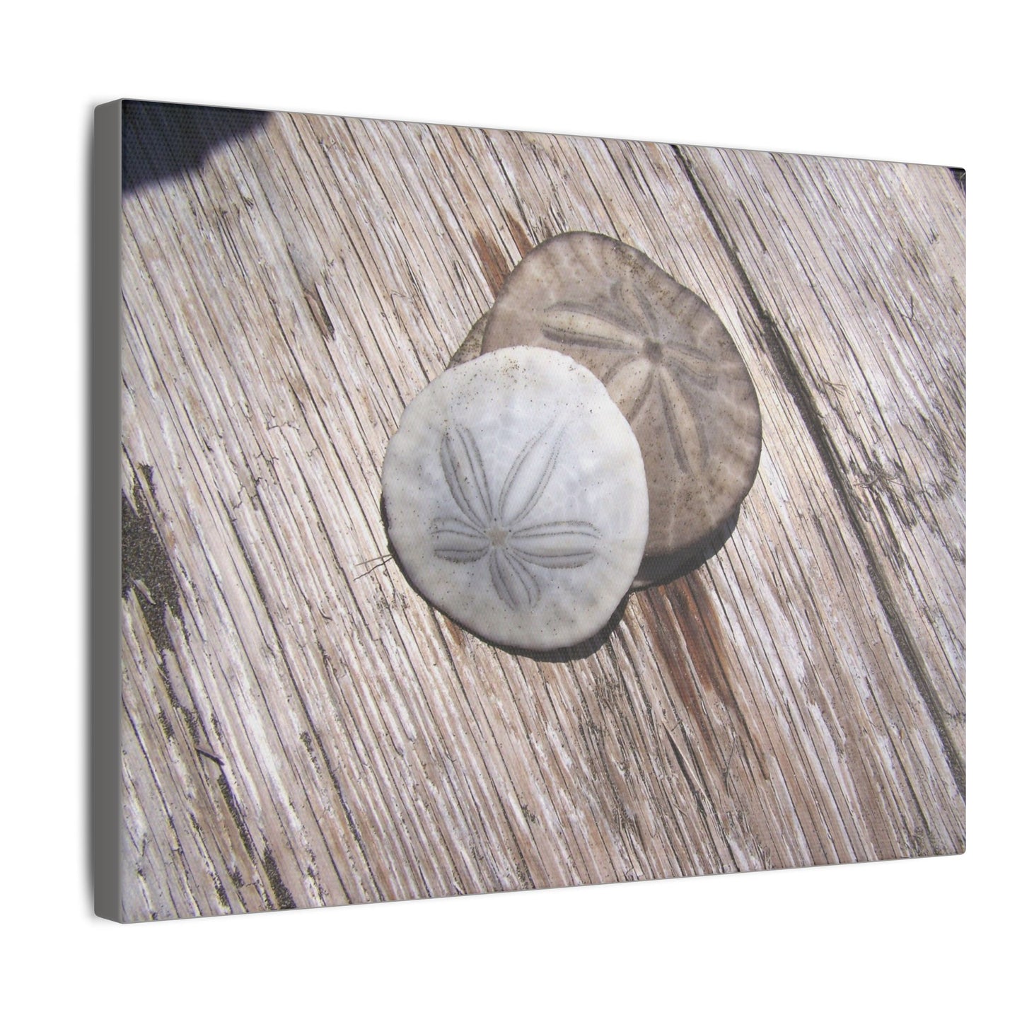 Seaswept, Canvas Wall Art, Sea Theme with Sand Dollars and Shells on Driftwood Background