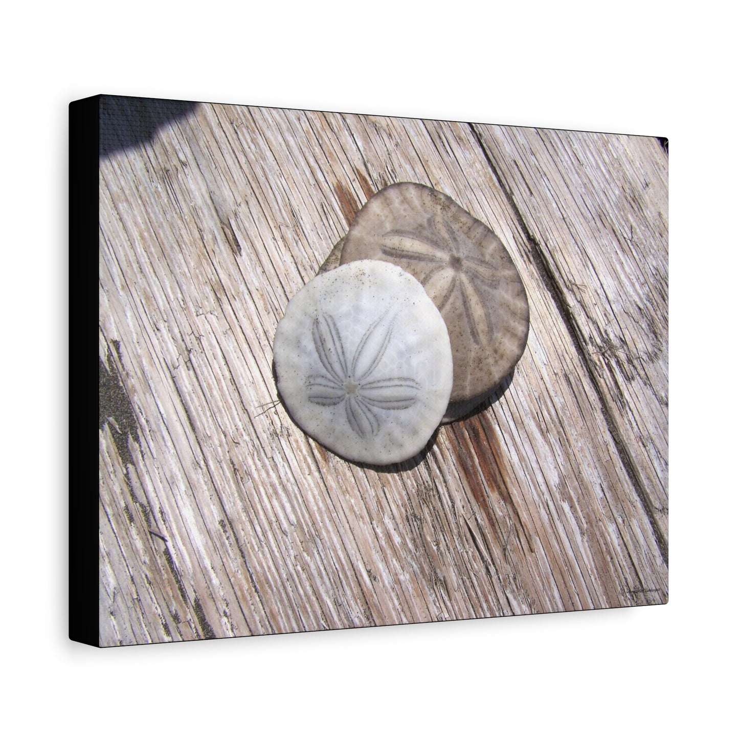 Seaswept, Canvas Wall Art, Sea Theme with Sand Dollars and Shells on Driftwood Background