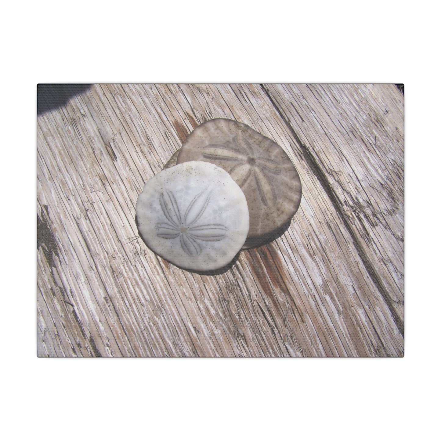 Seaswept, Canvas Wall Art, Sea Theme with Sand Dollars and Shells on Driftwood Background