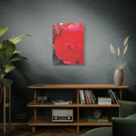 Canvas Print - Begonia Garden Beauty