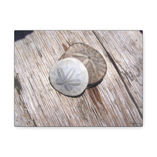 Seaswept, Canvas Wall Art, Sea Theme with Sand Dollars and Shells on Driftwood Background