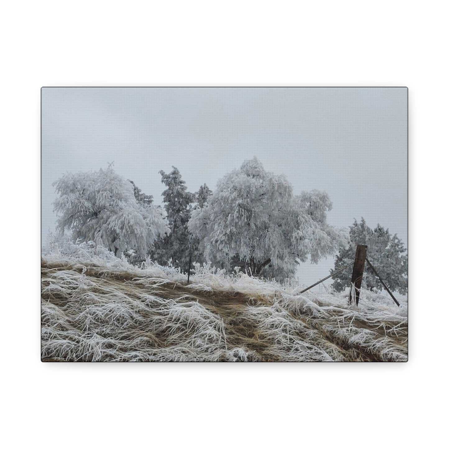 Morning Frost-Canvas Wall Art Winter Scene