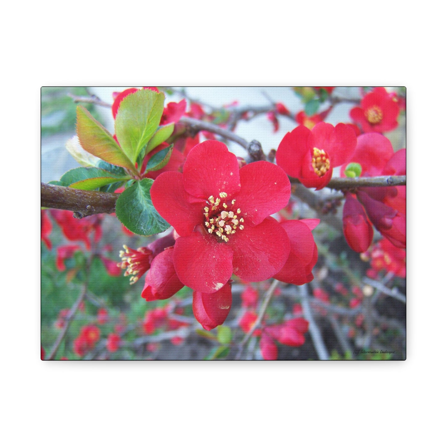 Herald of Spring Canvas Print - Red Flowering Quince, Garden Decor, Spring Prints