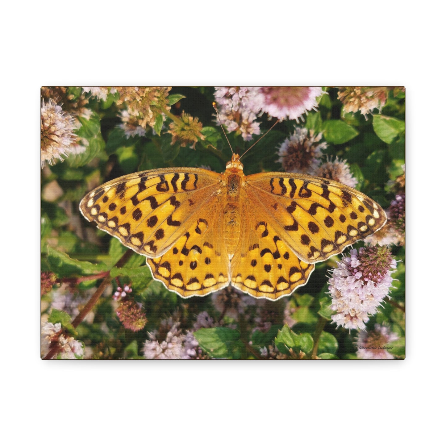 Flying Beauty, Canvas Butterfly Wall Art