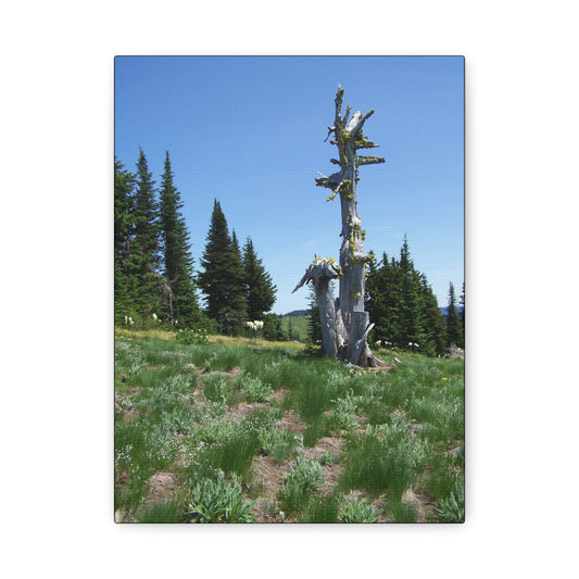 Lone Giant-Nature-Inspired Stretched Canvas Art