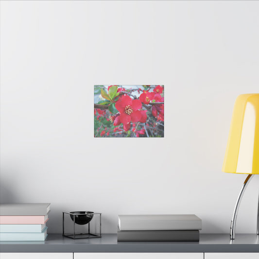 Herald of Spring Canvas Print - Red Flowering Quince, Garden Decor, Spring Prints