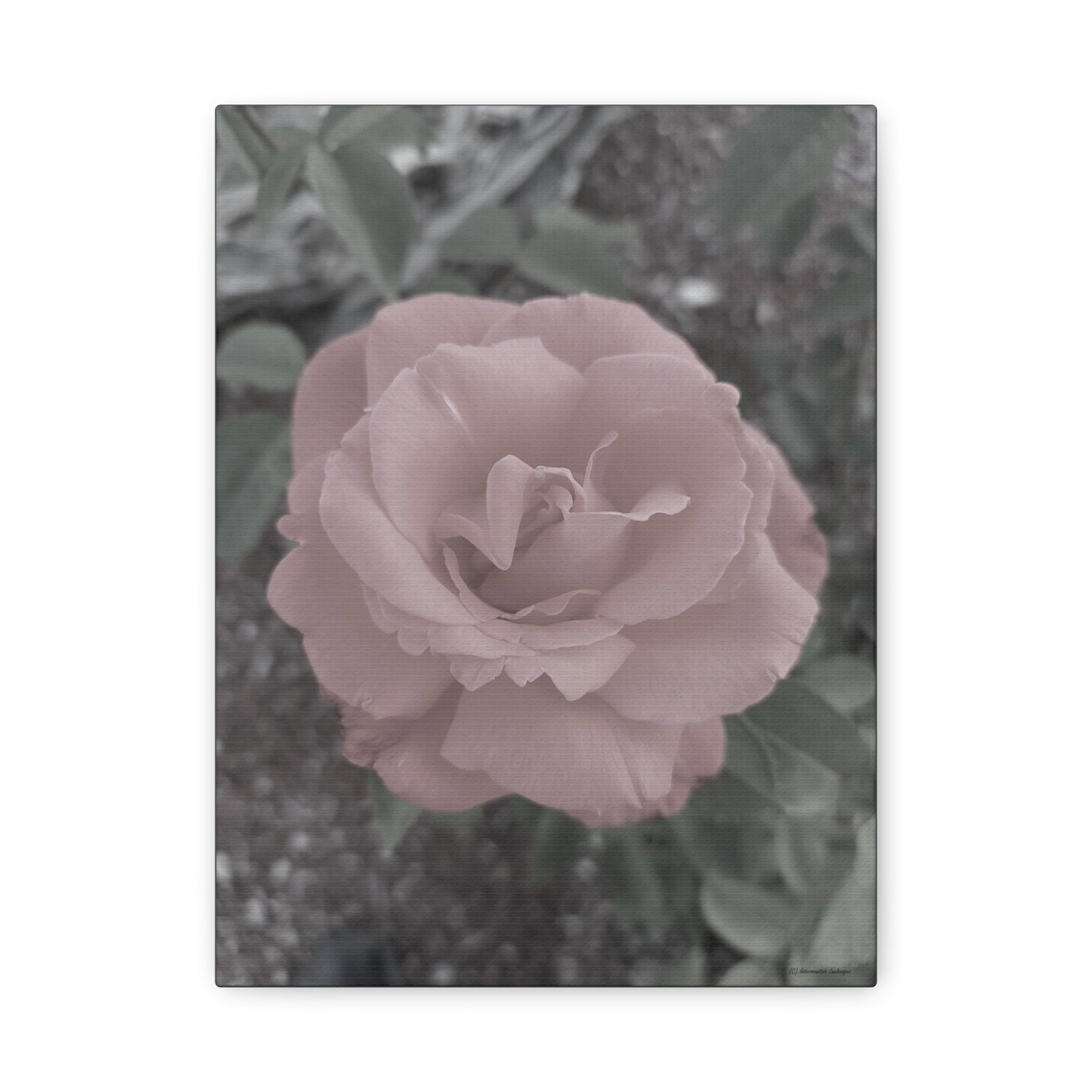 Old Rose, Canvas Wall Art - Vintage Rose Print