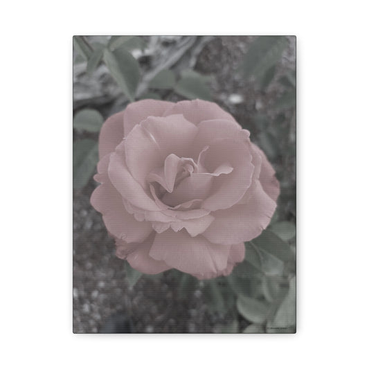 Old Rose, Canvas Wall Art - Vintage Rose Print