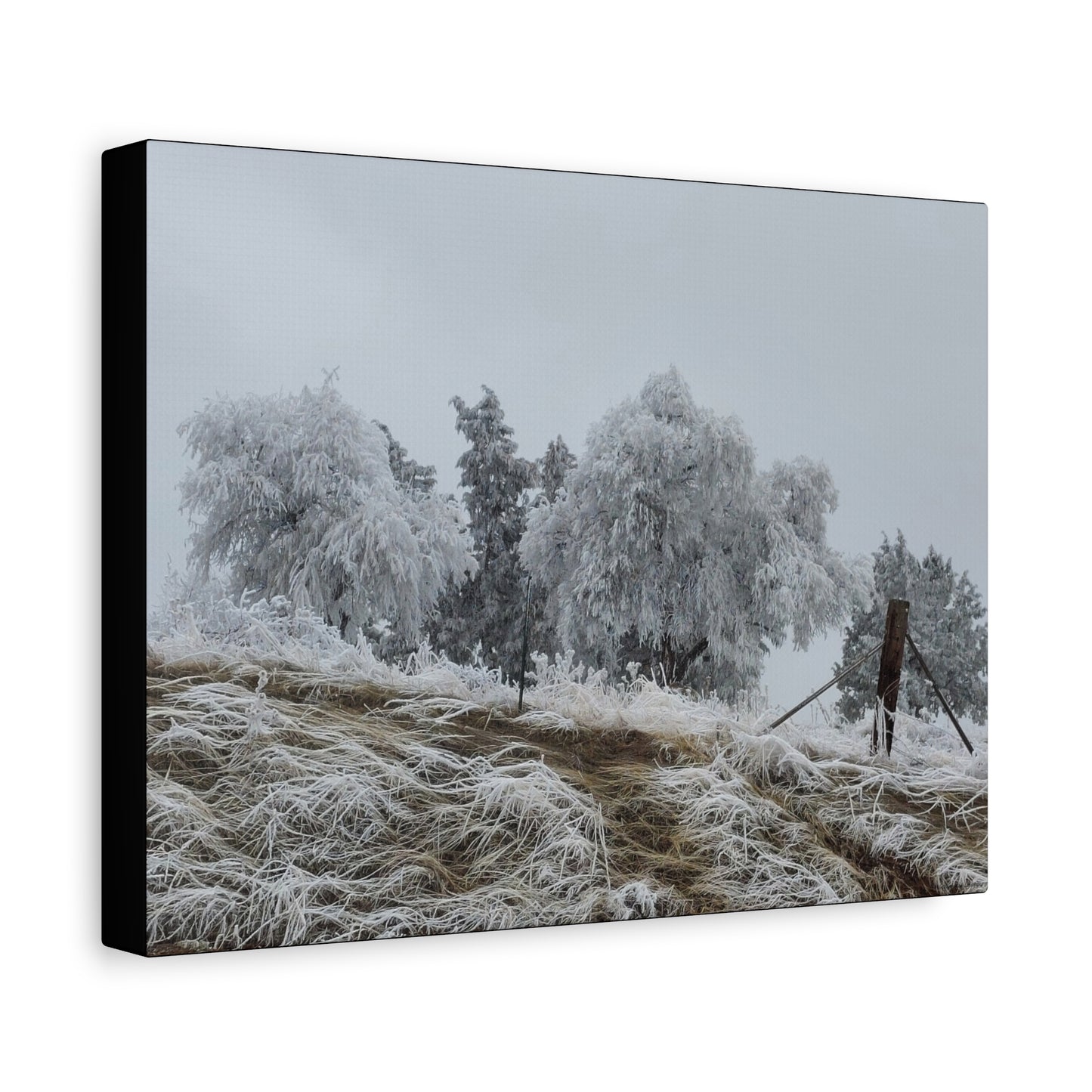 Morning Frost-Canvas Wall Art Winter Scene