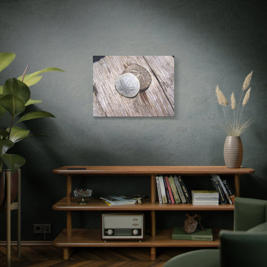 Seaswept, Canvas Wall Art, Sea Theme with Sand Dollars and Shells on Driftwood Background