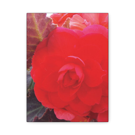 Canvas Print - Begonia Garden Beauty