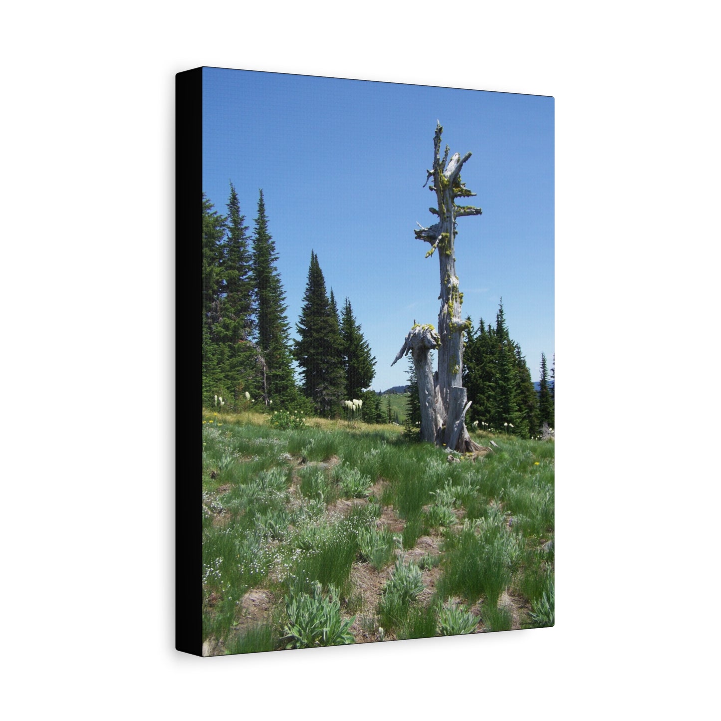Lone Giant-Nature-Inspired Stretched Canvas Art