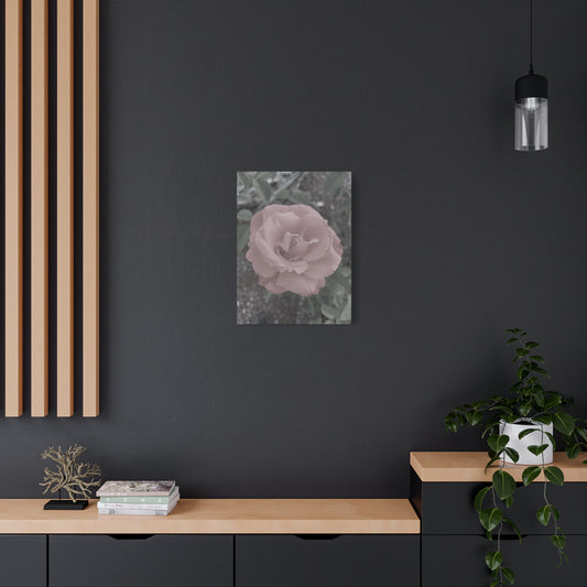 Old Rose, Canvas Wall Art - Vintage Rose Print