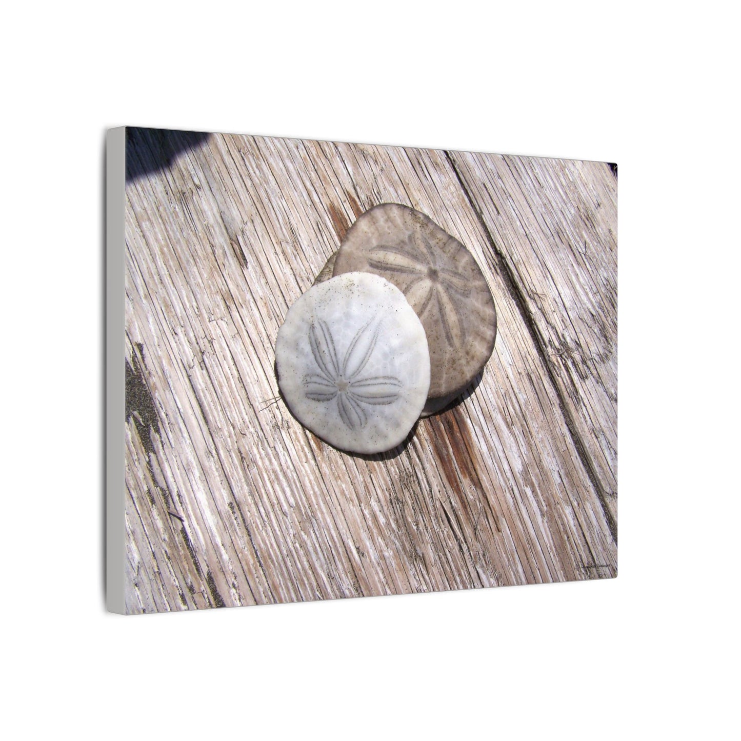 Seaswept, Canvas Wall Art, Sea Theme with Sand Dollars and Shells on Driftwood Background