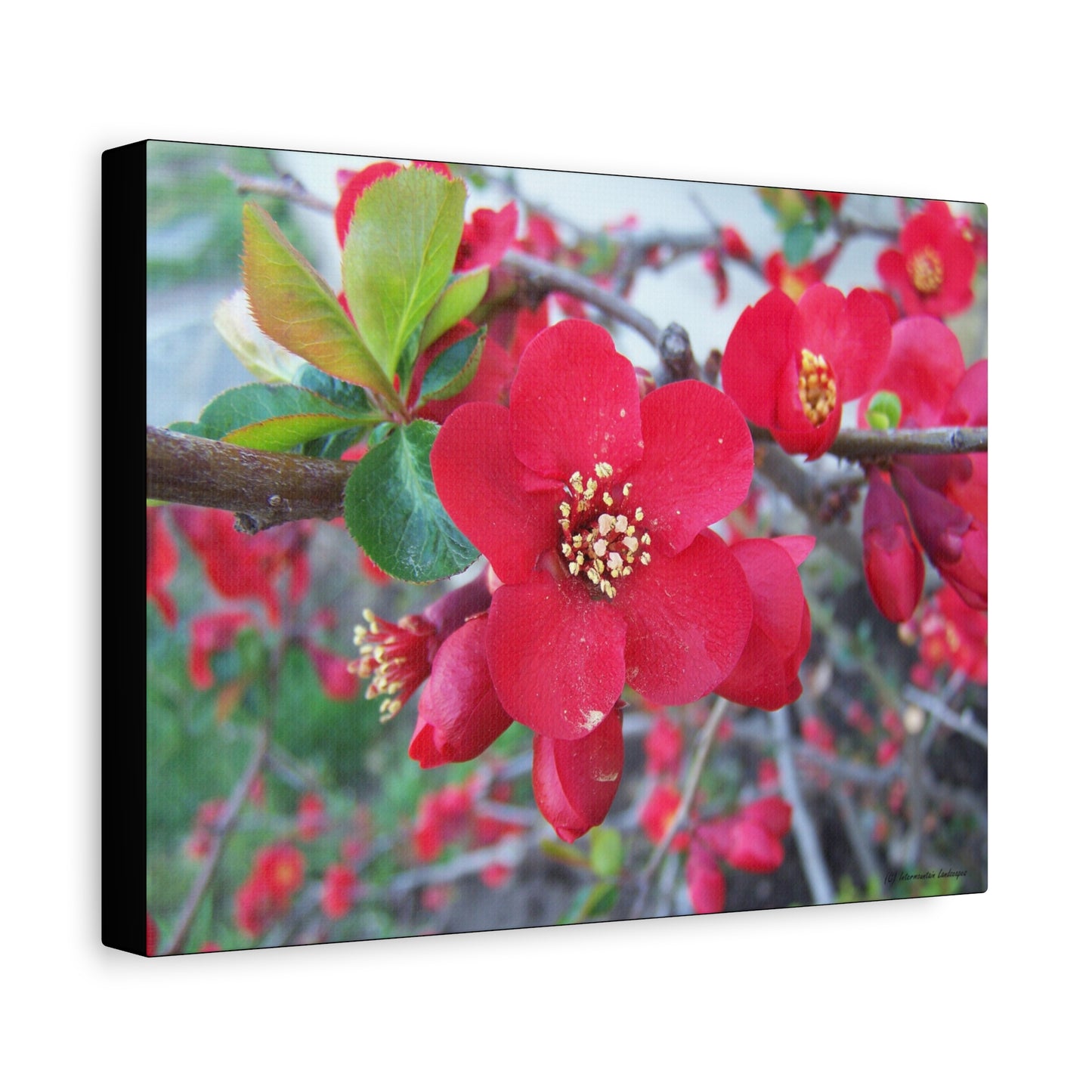 Herald of Spring Canvas Print - Red Flowering Quince, Garden Decor, Spring Prints