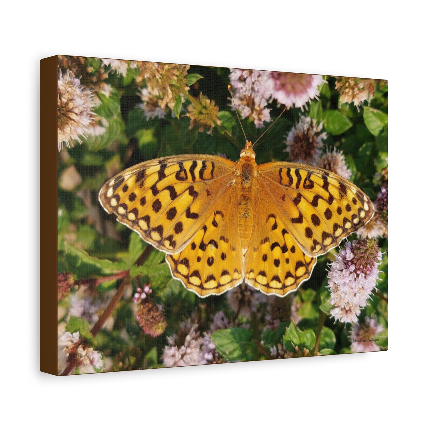 Flying Beauty, Canvas Butterfly Wall Art