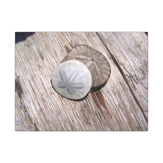 Seaswept, Canvas Wall Art, Sea Theme with Sand Dollars and Shells on Driftwood Background